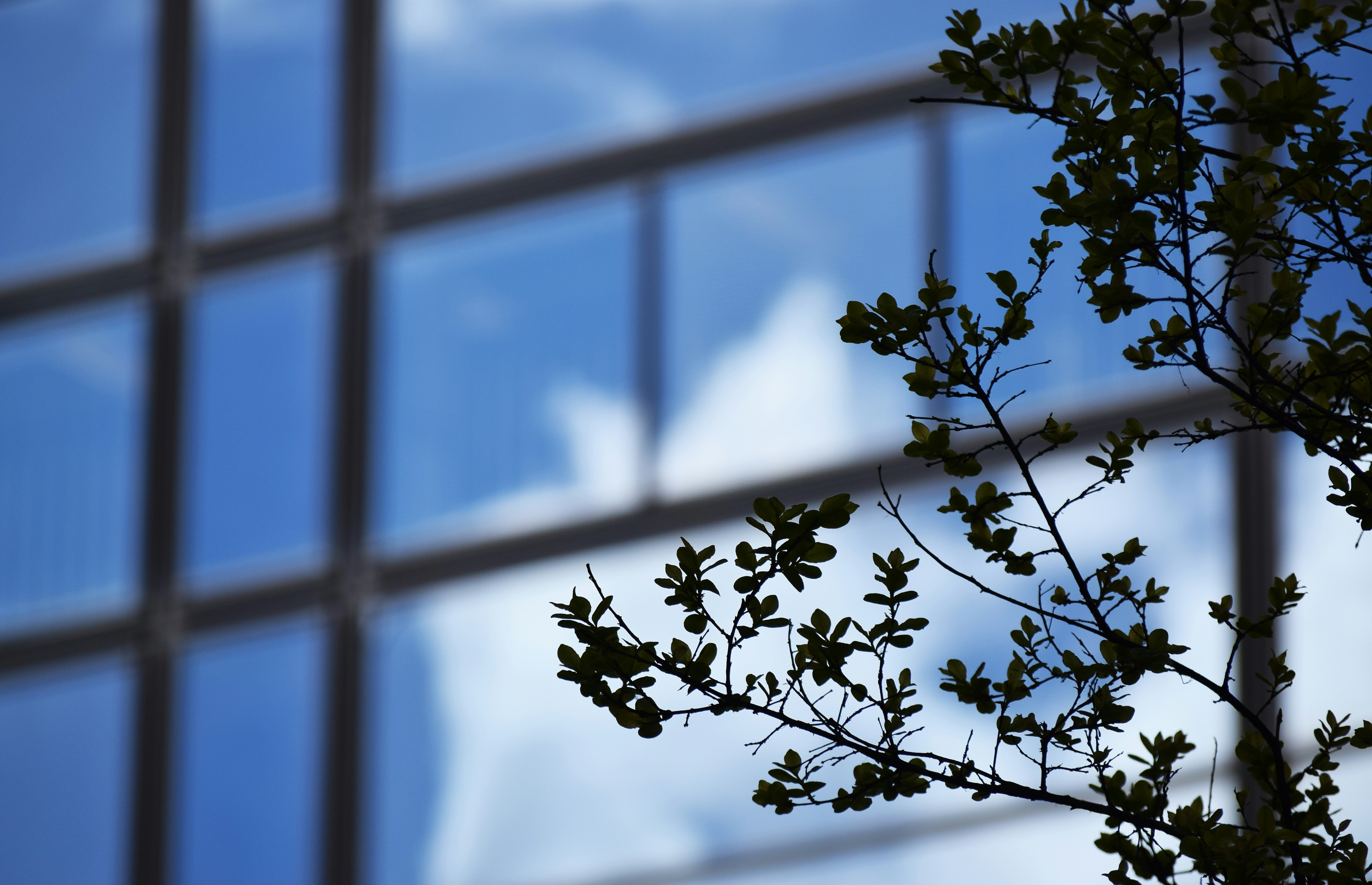 white flowers in tilt shift lens